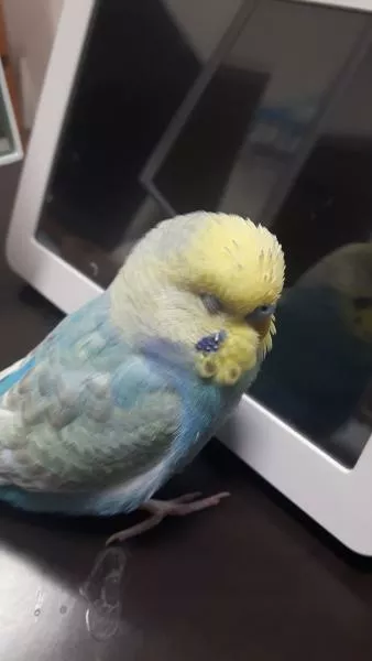 愛鳥さんの写真