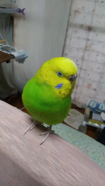 愛鳥さんの写真