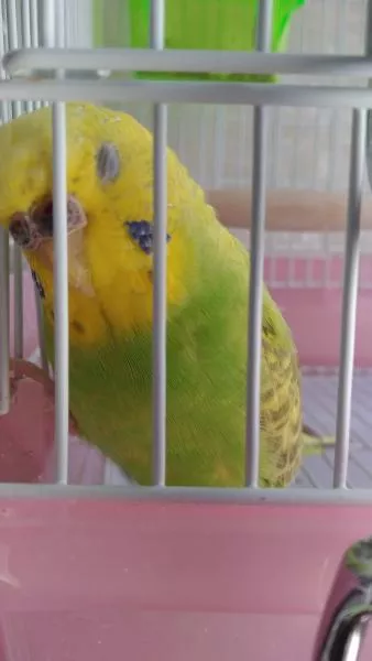 愛鳥さんの写真