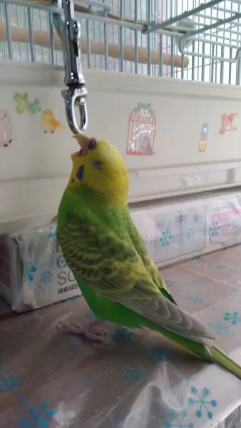 愛鳥さんの写真