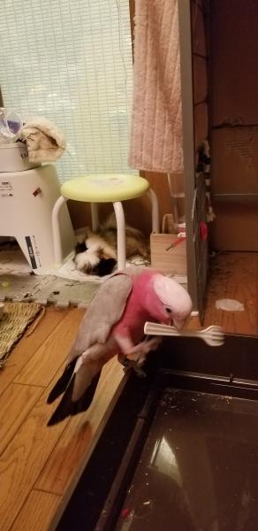 愛鳥さんの写真