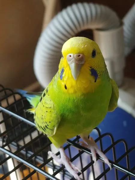 愛鳥さんの写真