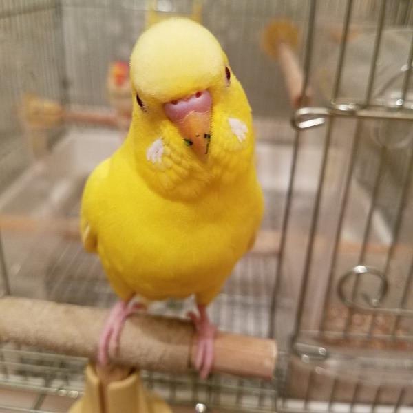 愛鳥さんの写真