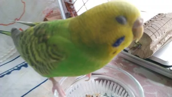 愛鳥さんの写真