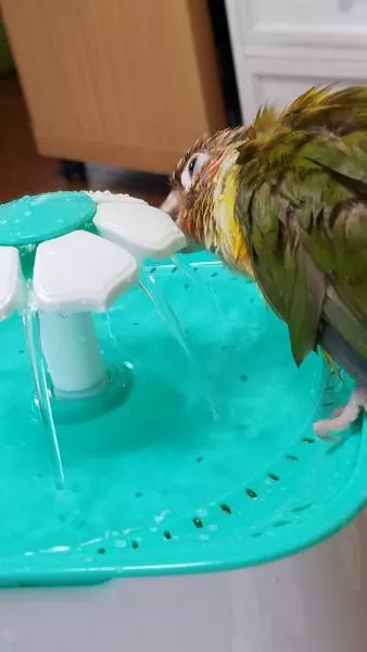 愛鳥さんの写真