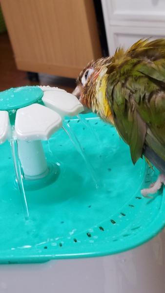 愛鳥さんの写真