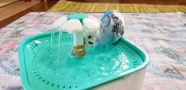 愛鳥さんの写真