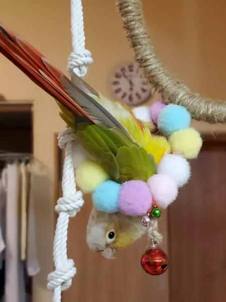 愛鳥さんの写真