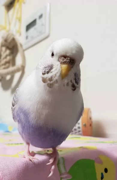 愛鳥さんの写真