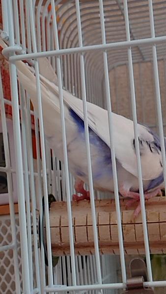 愛鳥さんの写真