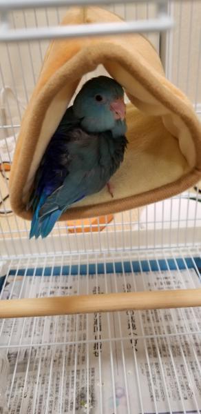 愛鳥さんの写真