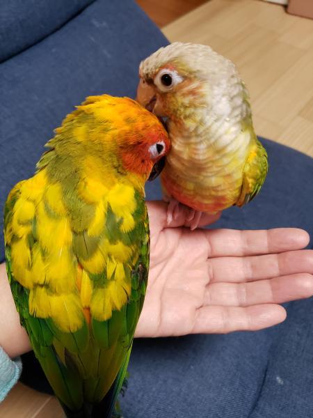 愛鳥さんの写真