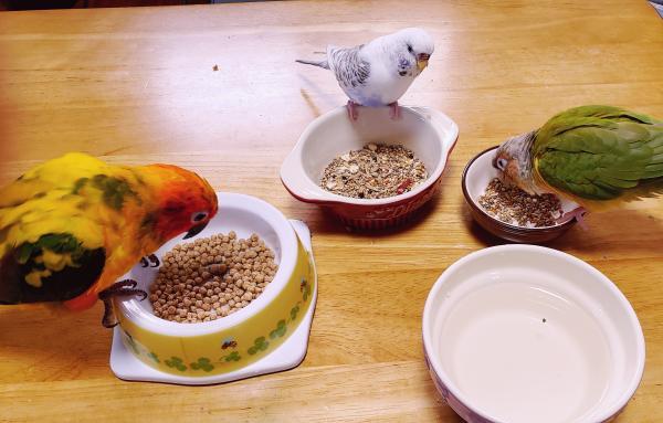 愛鳥さんの写真
