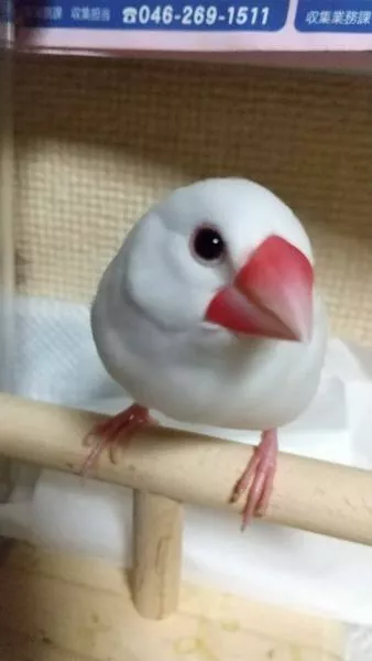 愛鳥さんの写真