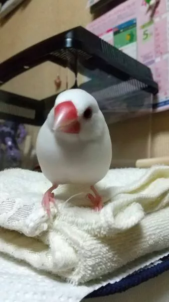愛鳥さんの写真