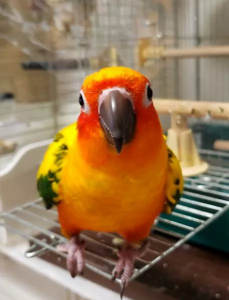 愛鳥さんの写真