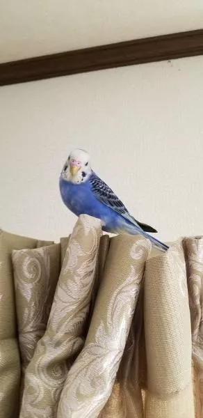 愛鳥さんの写真