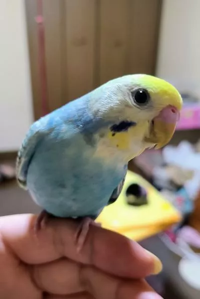 愛鳥さんの写真