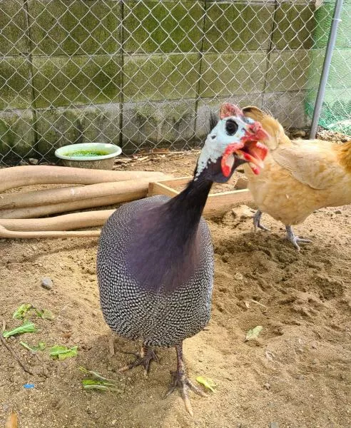 愛鳥さんの写真