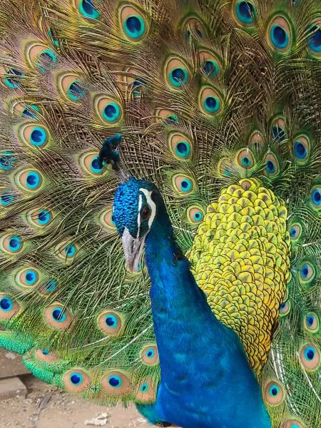 愛鳥さんの写真