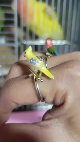 愛鳥さんの写真