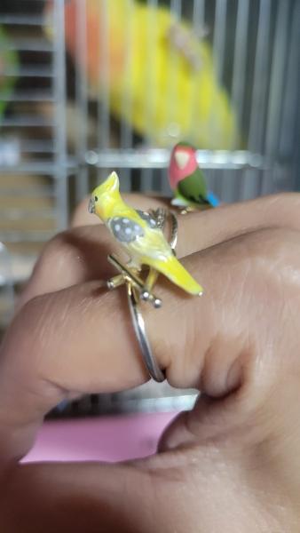 愛鳥さんの写真
