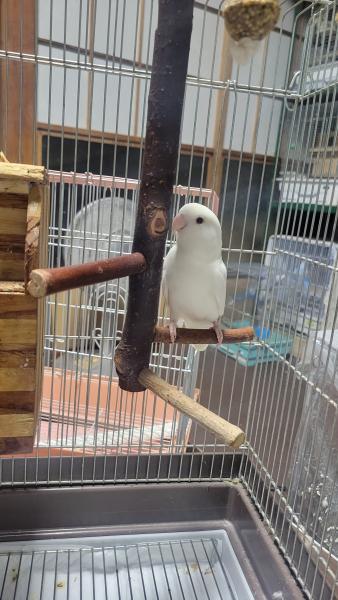 愛鳥さんの写真