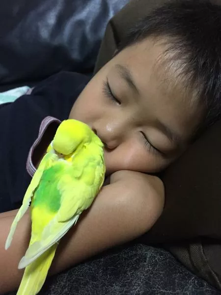 愛鳥さんの写真