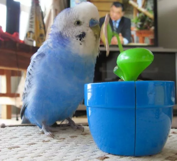 愛鳥さんの写真