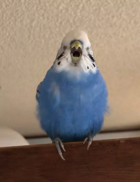 愛鳥さんの写真