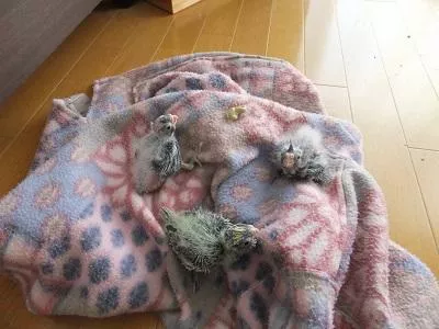 愛鳥さんの写真