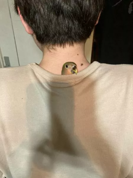 愛鳥さんの写真