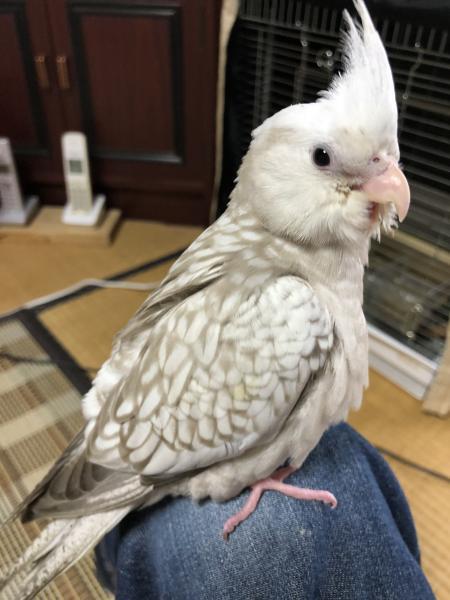 愛鳥さんの写真