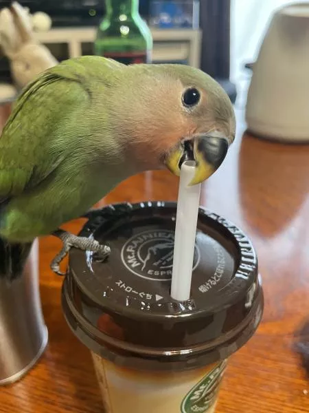 愛鳥さんの写真