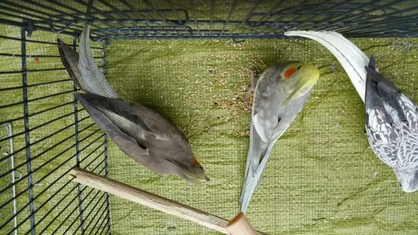 愛鳥さんの写真