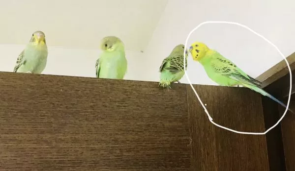 愛鳥さんの写真