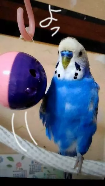 愛鳥さんの写真
