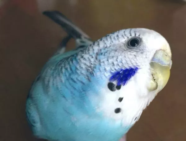 愛鳥さんの写真