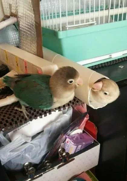 愛鳥さんの写真