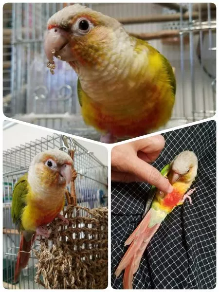 愛鳥さんの写真