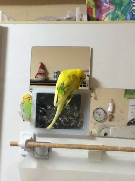 愛鳥さんの写真