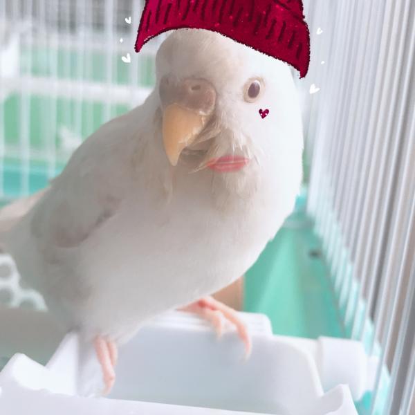 愛鳥さんの写真