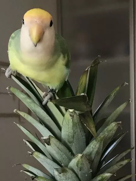 愛鳥さんの写真