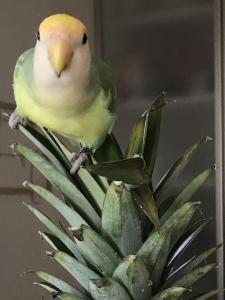愛鳥さんの写真