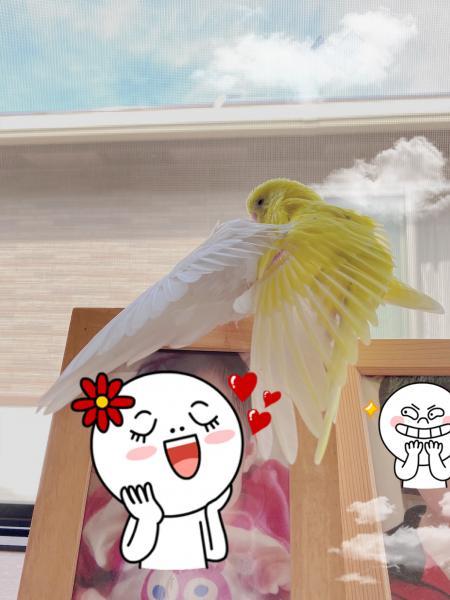 愛鳥さんの写真