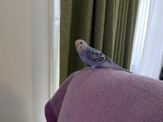 愛鳥さんの写真
