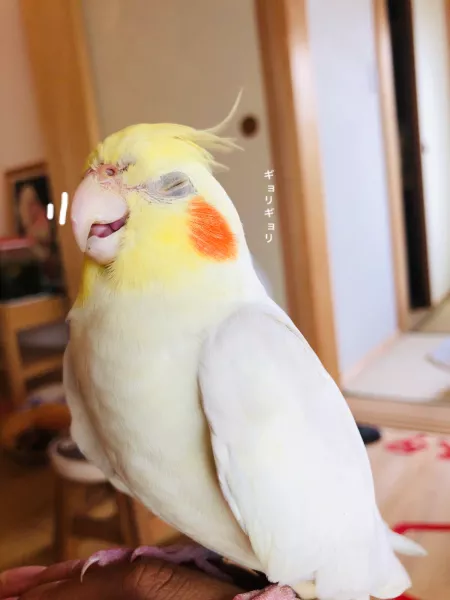 愛鳥さんの写真