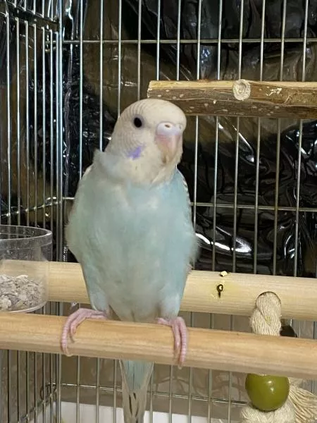 愛鳥さんの写真