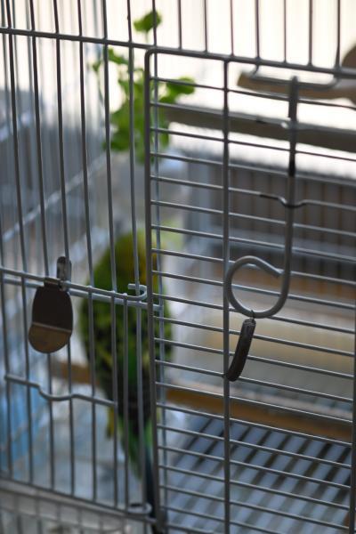 愛鳥さんの写真