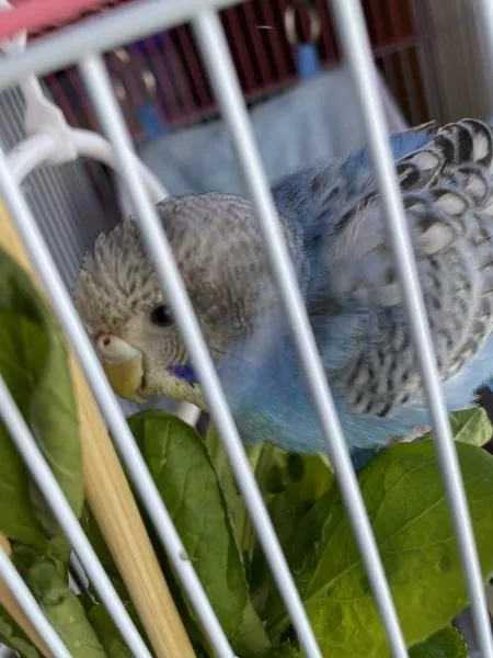 愛鳥さんの写真